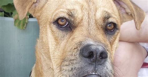Jack Russell terrier &183; Phoenix &183; 1116 pic. . Craigslist phx pets